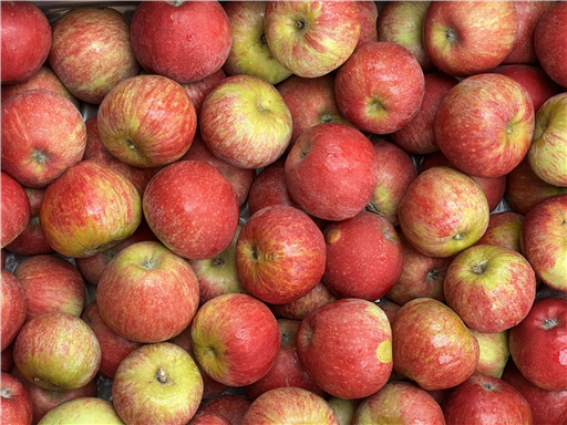 Organic Discovery Apples