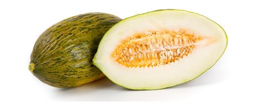 Melon Frogskin XL