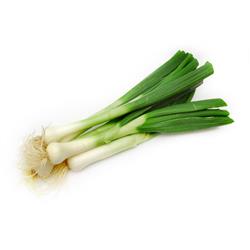 Spring Onion Bunch