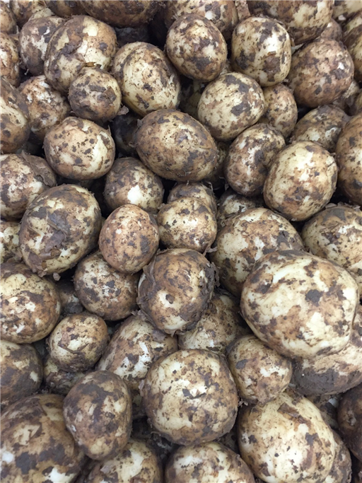 Lincolnshire New Potatoes