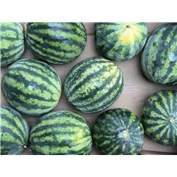 Organic Mini Watermelon