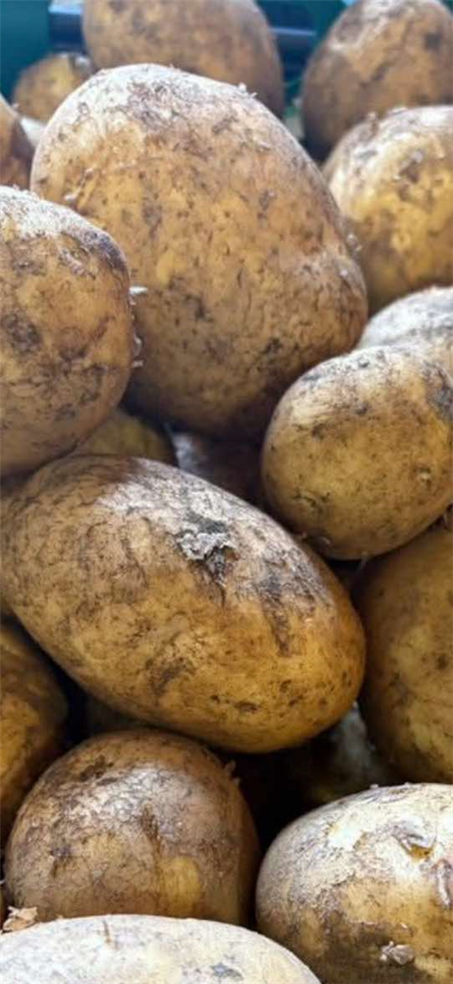 Potatoes Sagitta  2.5kg