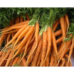 Organic Carrots Bunched