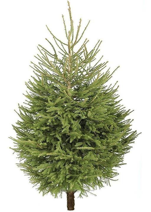 Christmas Tree- (approx 5ft ) Fraser Fir
