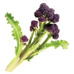 Broccoli Purple Sprouting LARGE BUNCH
