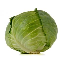 Cabbage Primo New Season