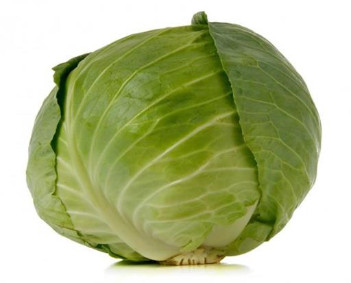 Cabbage Primo New Season