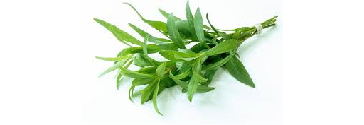 Herb Tarragon 20g