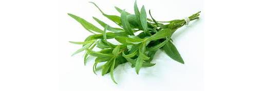 Herb Tarragon 20g (Herbs Unlimited)